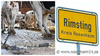 Schreckliche Tiertragödie in Rimsting: Tote und  vernachlässigte Kühe in Stall entdeckt