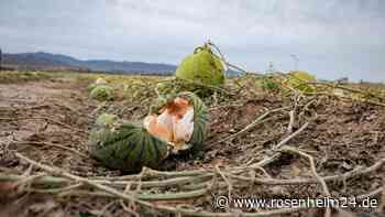 Hagel zerstört Melonenernte in Spanien: Äcker unter weißer Eisschicht