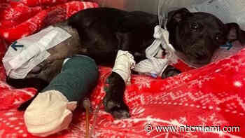 Police Investigating After Abused Puppy Found in Pembroke Pines Needs Leg Amputated