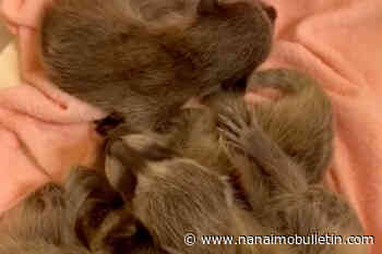 VIDEO: Orphaned newborn raccoons thrive at Vancouver Island wildlife rehab
