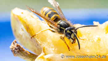 Wespen unter Artenschutz: Töten kann bis zu 65.000 Euro kosten