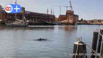 Dort wartet sein Freund: Ist "Delle" wieder auf dem Weg nach Svendborg?