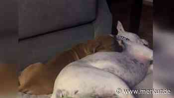 Hund trauert um besten Kumpel – doch in einem Welpen findet er einen neuen Freund