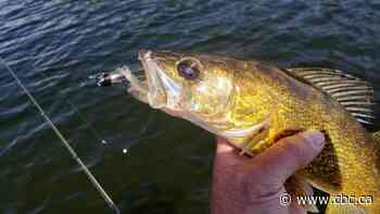 Ottawa angler faces $10K fine after catching 10 times the legal limit of walleye near Armstrong