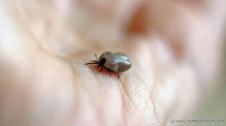 Province warns of ticks and risk of Lyme disease ahead of long weekend