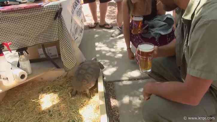 Canteen Brewhouse hosting event to raise money for turtles