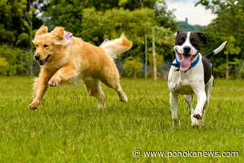 Construction of Ponoka’s new dog park underway