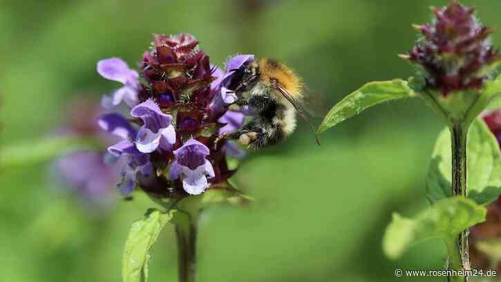 Eine robuste Wildblume ist Pflanze des Jahres 2023 – regionale Saatgutmischungen erhältlich