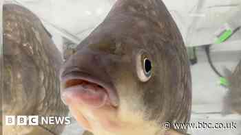 Non-native Prussian carp 'threat' to UK fish, Environment Agency warns
