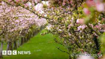 C2C busway routes will not be compared, council decides