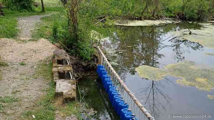 Biber überflutete Wiesen am Mitterfellner Weiher – Verträgliche Einschränkungsmaßnahmen sollen Probleme lösen