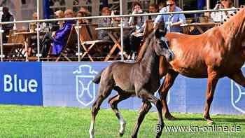48.000 Euro für Cool Million: Neues Bestergebnis bei Fohlenauktion