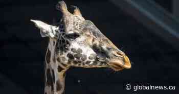Calgary Zoo teams mourn loss of giraffe Emara