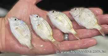 Snapper fingerlings release to boost depleted gulf fish stocks