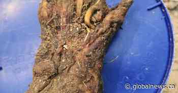 Bear paw — not human hand — confirmed at Lethbridge landfill