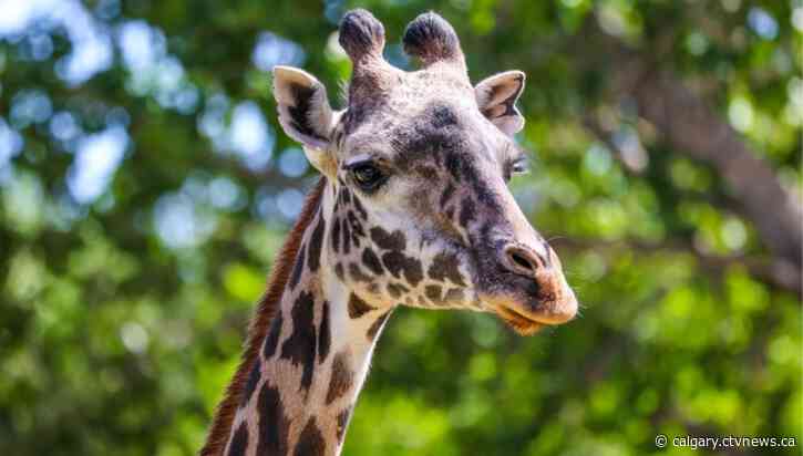 Giraffe dies at the Calgary Zoo a day after celebrating 12th birthday