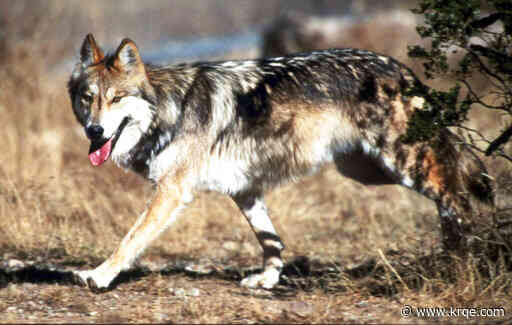 New Mexico Senator hopes bill will protect endangered wolves and help ranchers