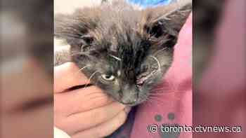 Police investigating after kitten thrown out of car on Ontario highway