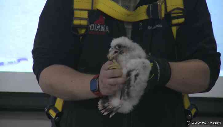 Indiana Michigan Power names latest batch of peregrine falcon chicks