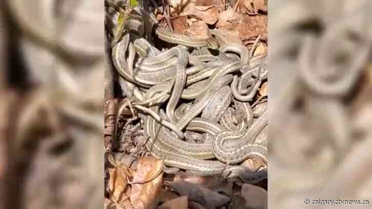 Snakes a spectacle of spring but winter homes need space