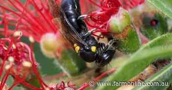 Much abuzz about saving bees and the 'web of life'