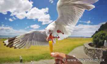 Seagulls bolder in the south of Britain than those up north, a study suggests