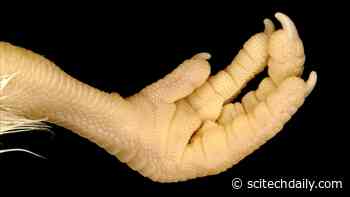 Genetic Switch: Scientists Transform Chicken Scales Into Feathers by Modifying Gene Expression