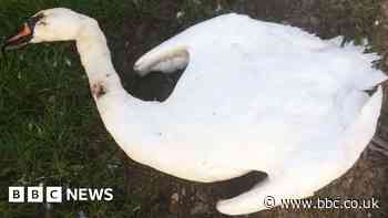 Colburn Lakes: Nesting swan killed and eggs stolen