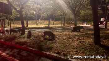 Peste suina africana: cosa fare per non diffondere il contagio