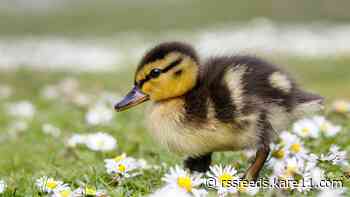 Edina Fire Department rescues ducklings from drain