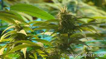 Minnesota House votes to legalize recreational marijuana; bill now goes to Senate