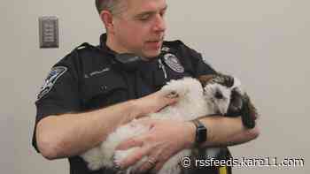 Burnsville Police introduce emotional support puppy