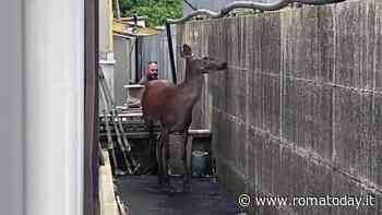 Paura all'interno di un deposito dei scuola bus: cervo irrompe e corre tra i mezzi. Il video