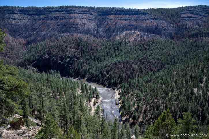 Protecting old-growth forests best way to fight climate change