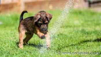 Heat stroke in dogs: how to spot and breeds most at risk