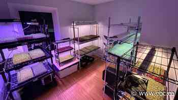 The future of farming is upward for these Hamilton-area produce businesses