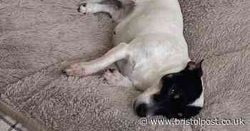 Beloved Jack Russell dog dies after adder bite in woods