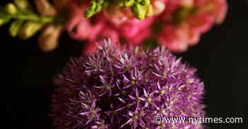 Book Review: ‘The Adult,’ by Bronwyn Fischer