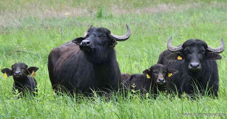 Wasserbüffel verwüsten Garten und Pool in England