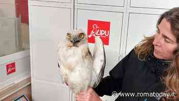 Non è un'aquila, ma quasi: a Roma salvato un esemplare di Biancone