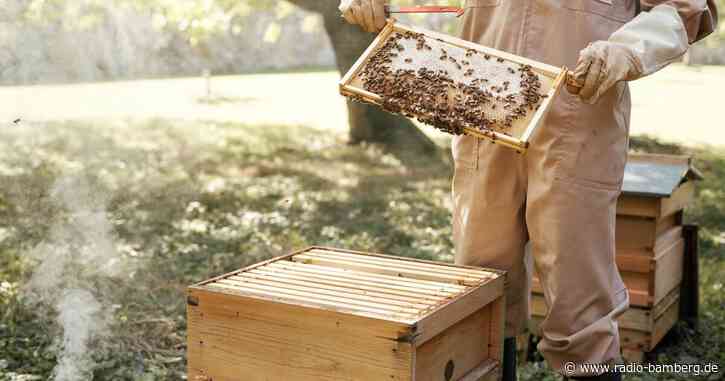 Prinzessin Kate zeigt sich als Bienenzüchterin