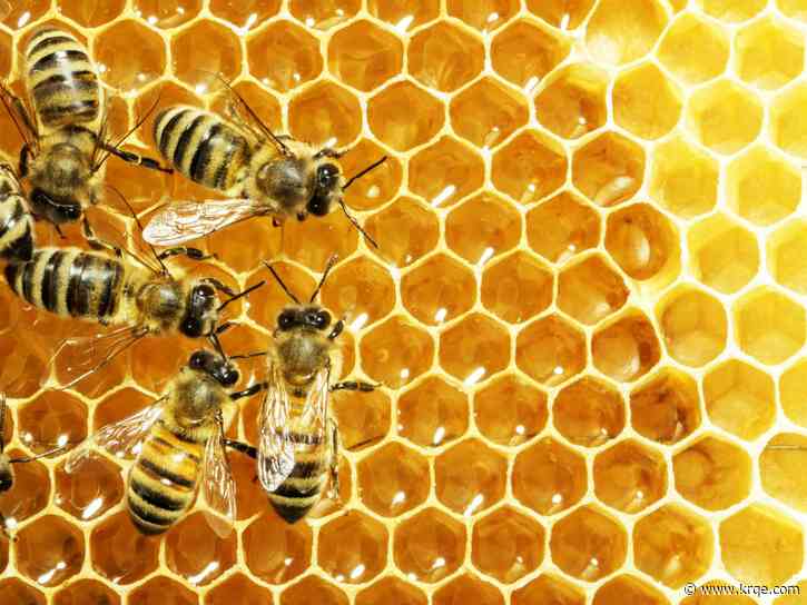Bees can learn, remember, think and make decisions – here's a look at how they navigate the world