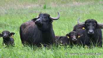 England: Wasserbüffel zerstören Garten in Essex – Versicherung übernimmt Schaden