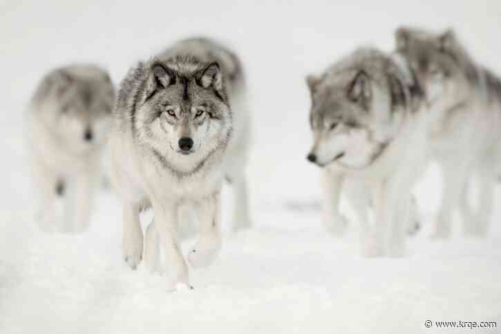 When wolves move in, they push smaller carnivores closer to human development – with deadly consequences