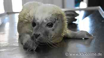 Erste Seehundheuler der Saison in Seehundstation gebracht