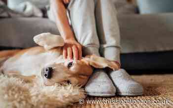 Renters in England to be given legal right to request pets