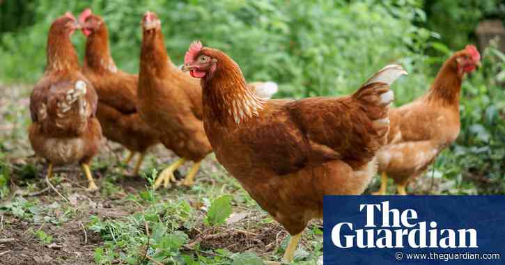 A cracking price for supermarket eggs? | Letters