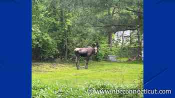 Residents Asked to Avoid Moose After Multiple Sightings in Bloomfield