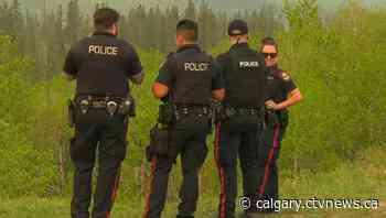 Bear spotted up a tree in southwest Calgary