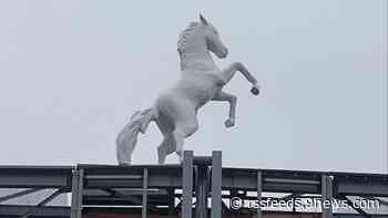 'Bucky the Bronco' returns to Denver football stadium